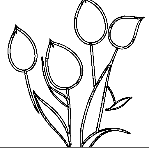 A tulip Coloring Page